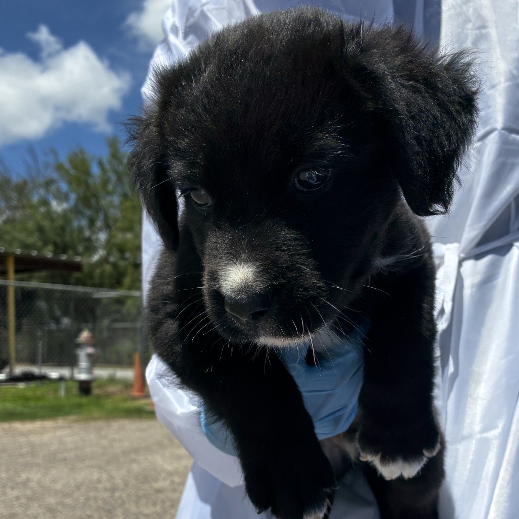 HAIRY - Shepherd / Mix available for adoption