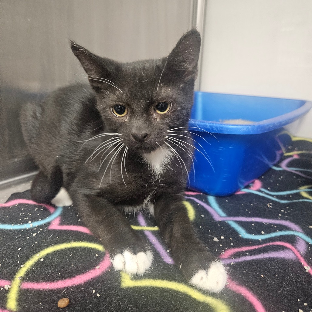 ROB - Domestic Shorthair available for adoption