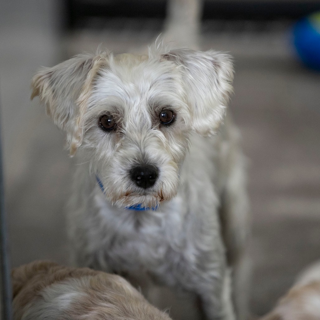 SHARKY (AG26-108) - Schnauzer, Miniature / Poodle, Miniature available for adoption