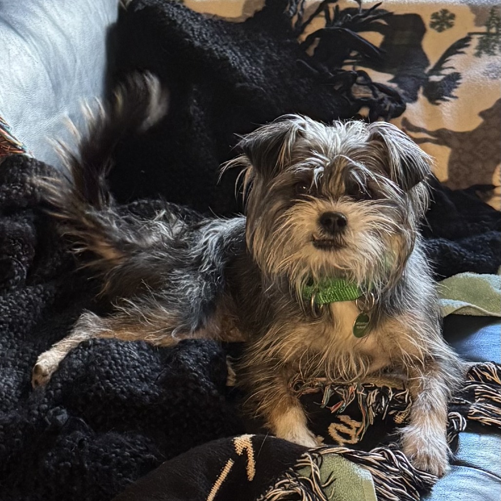 Lola - Mountain Humane