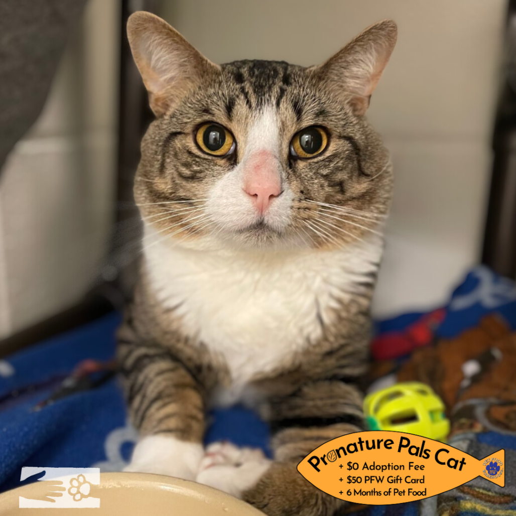 Do You Have to Pay to Rescue a Cat? Essential Cost Insights