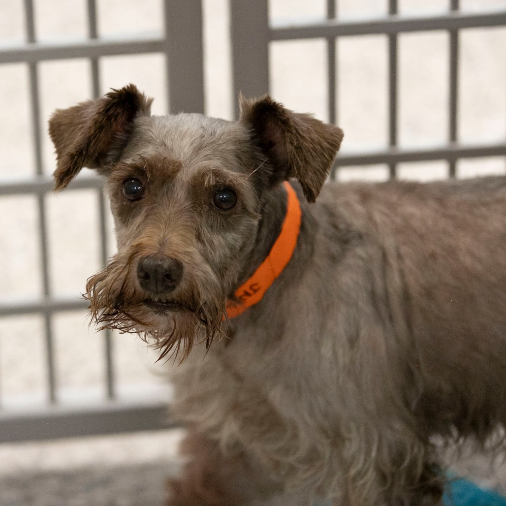 Charlie (JN26-59), photo 12