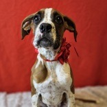 Maggie
