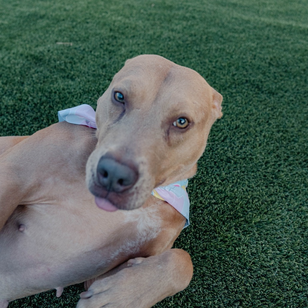 Hebe Magnolia (formerly Lil Mama), photo 15
