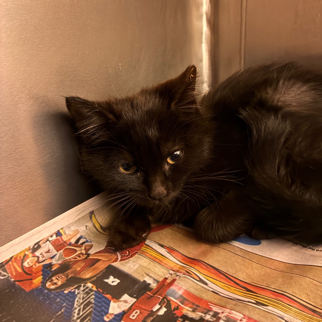 GIZMO (BONDED TO MOGWAI) - Domestic Medium Hair available for adoption