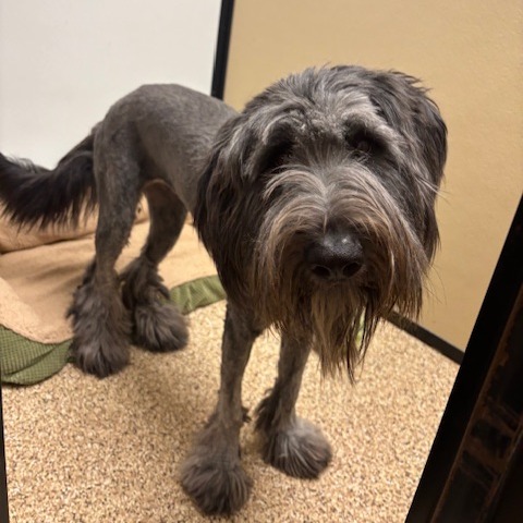 Freya : Female 19 Mixed Breed (Large)