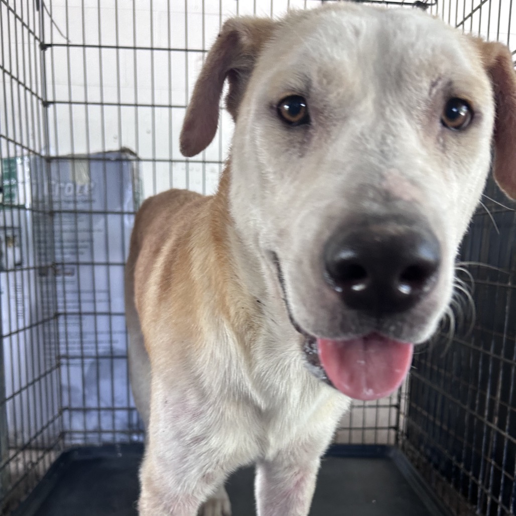 JERRY - Retriever / Labrador available for adoption