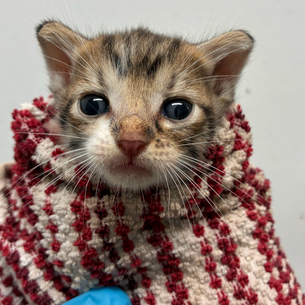 APOLLO A4 - Domestic Shorthair available for adoption