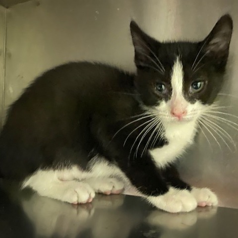 KURI - Domestic Shorthair available for adoption
