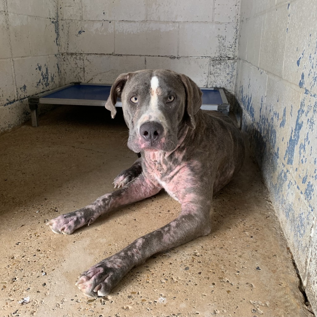 Photo of Quasimodo, available for adoption at PVAS