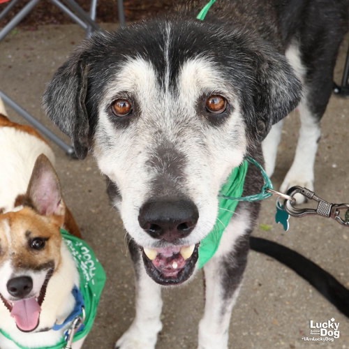 EDWARD - Retriever, Labrador / Terrier, Wirehaired available for adoption