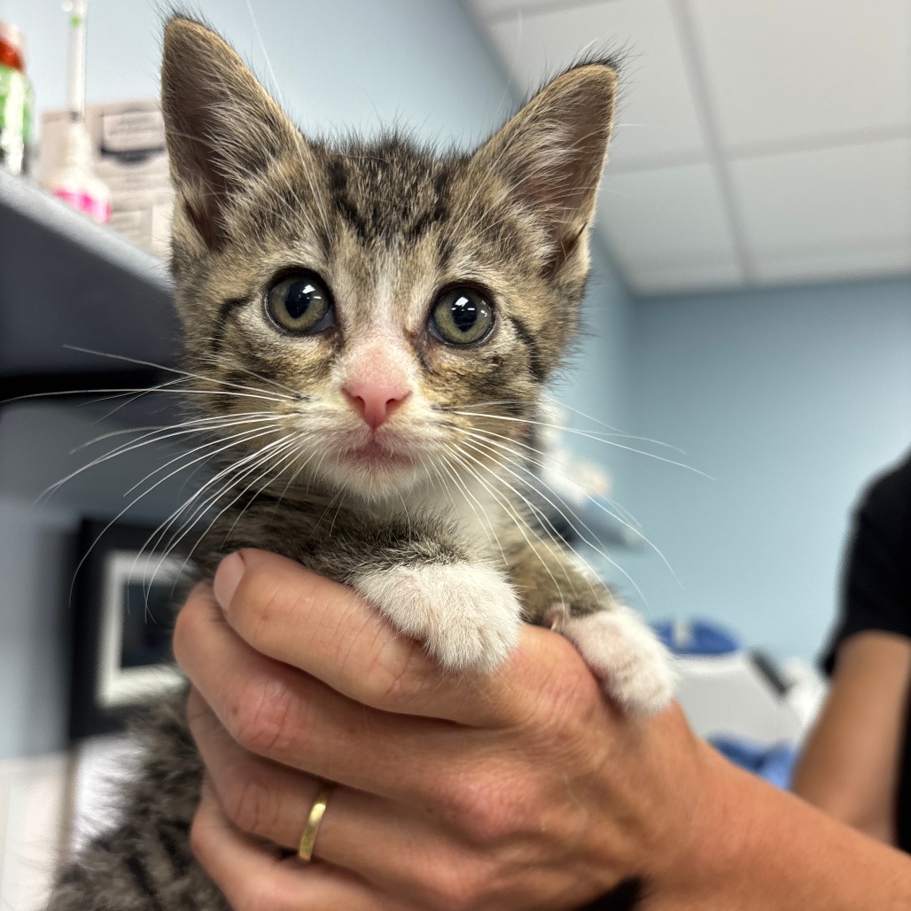 HARRY - Domestic Shorthair available for adoption