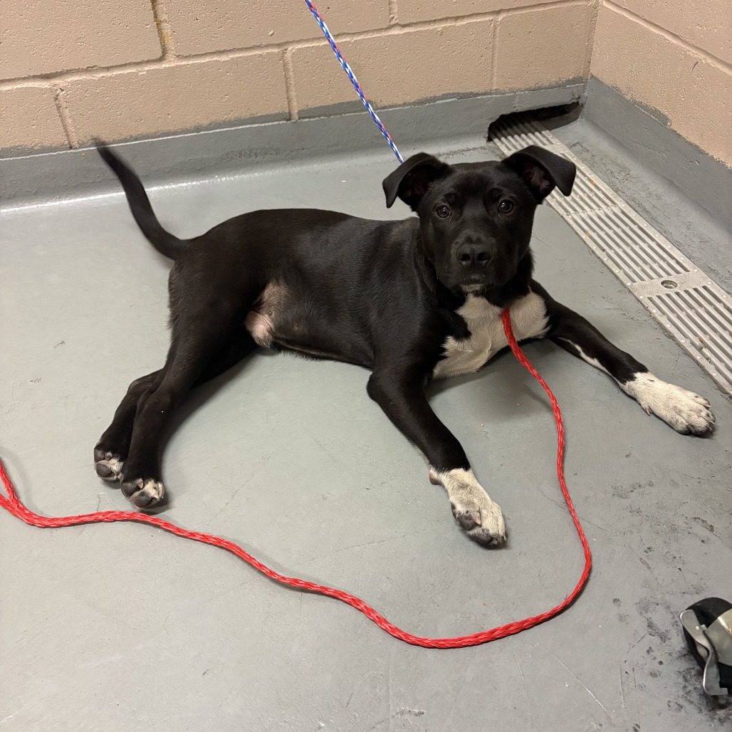 Pit Bull