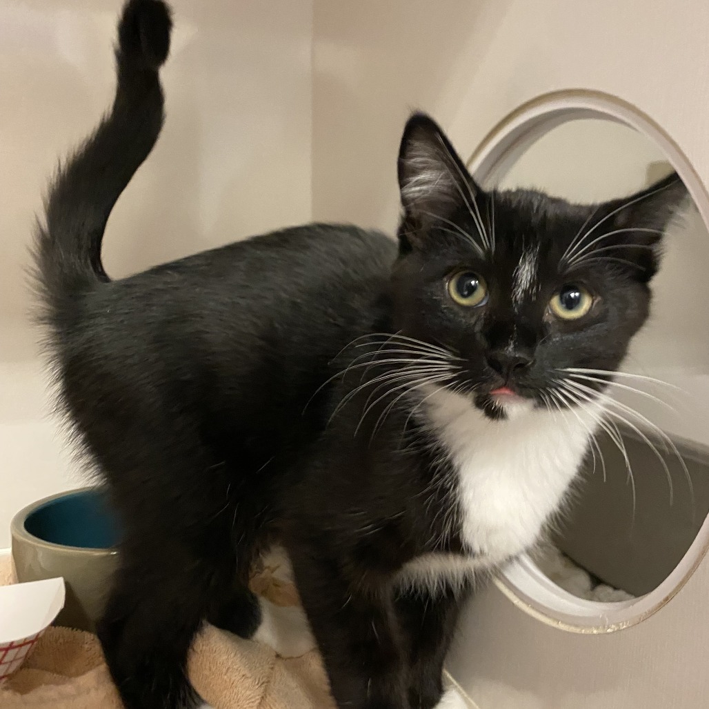 Marvin - Domestic Shorthair
