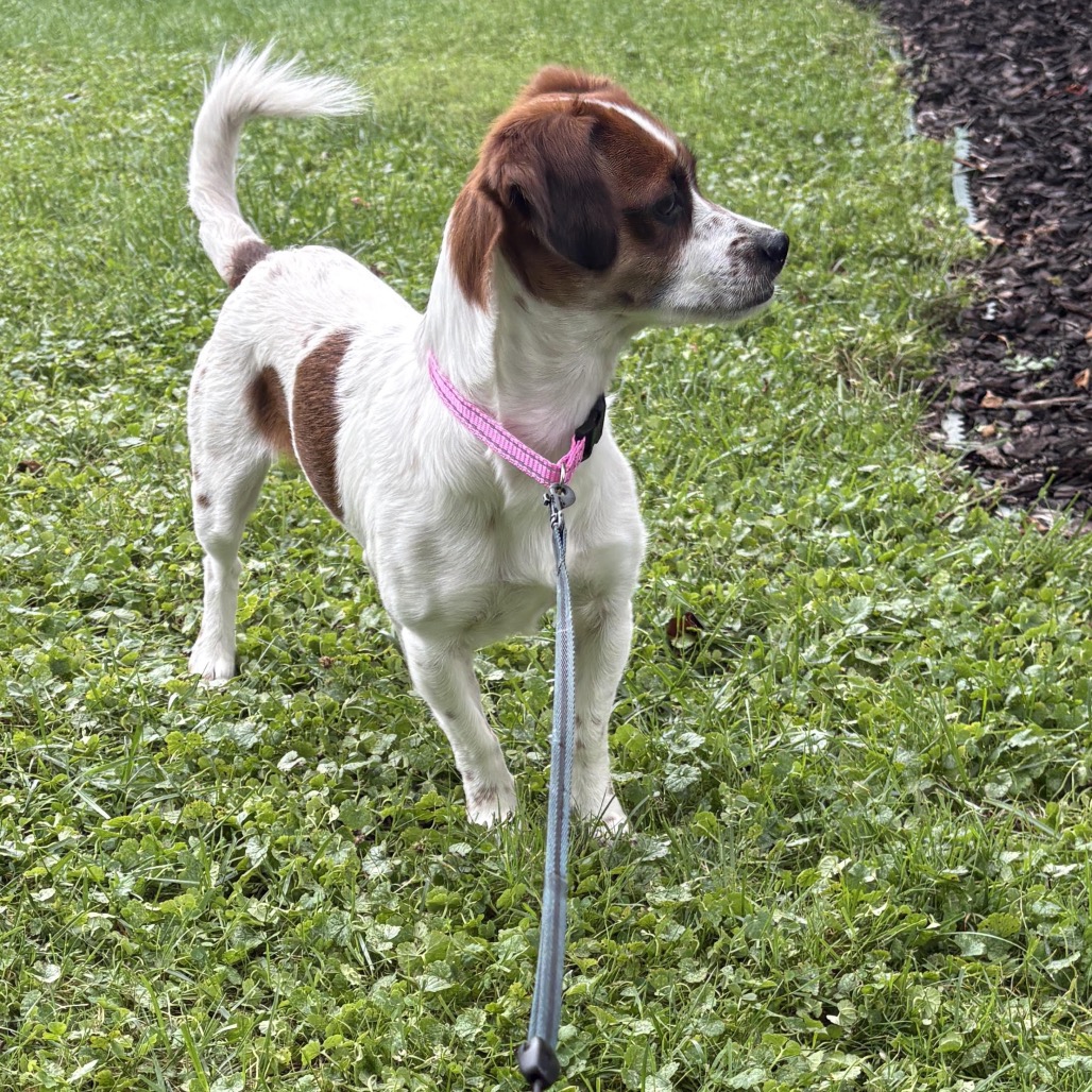 Wishbone, photo 3