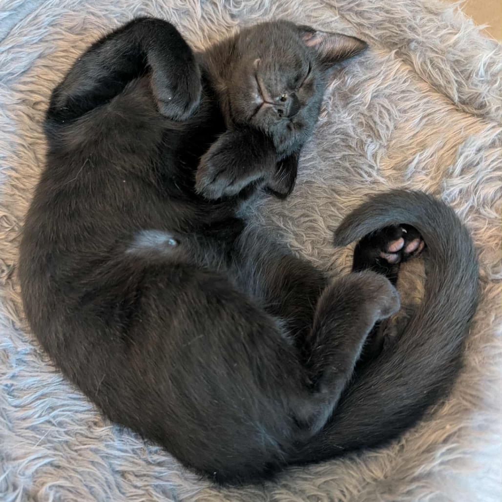 Mink — thumbnail 5