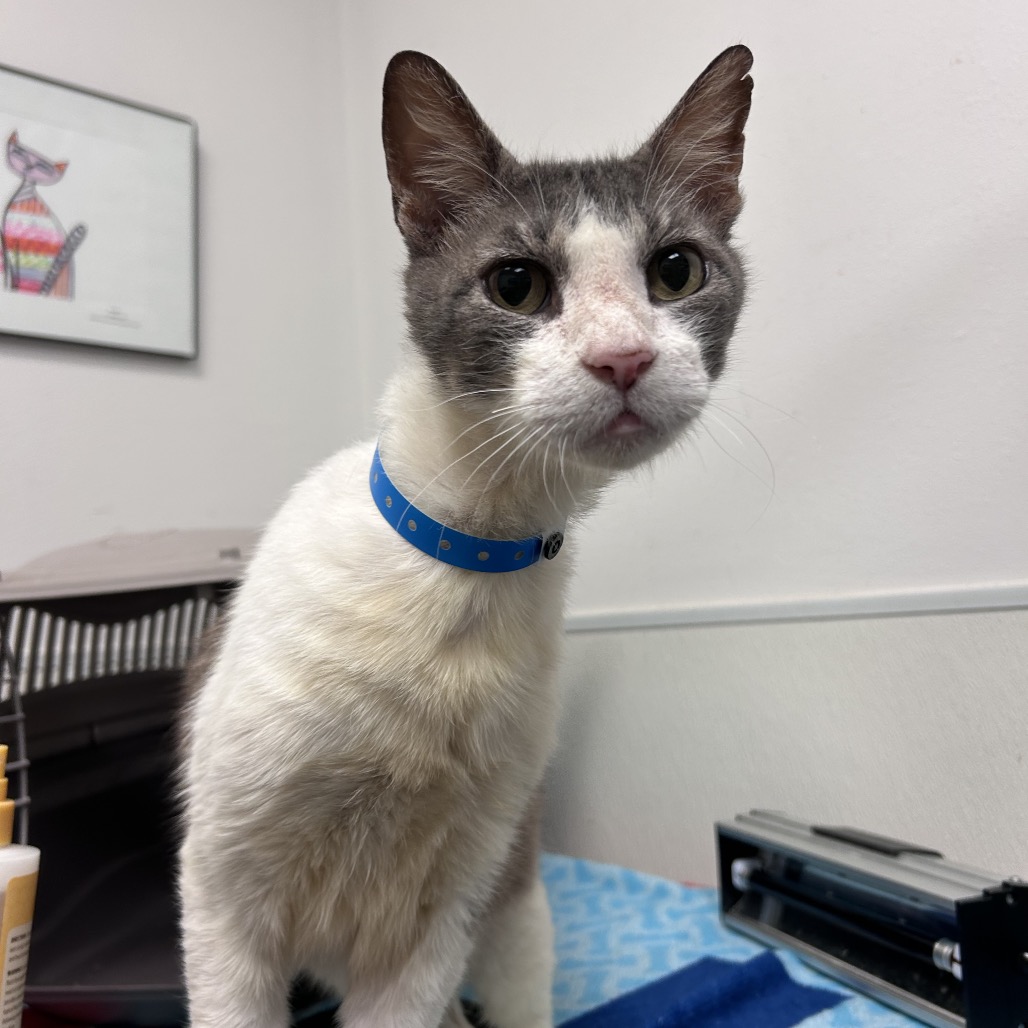 Hayes, available for adoption at PVAS