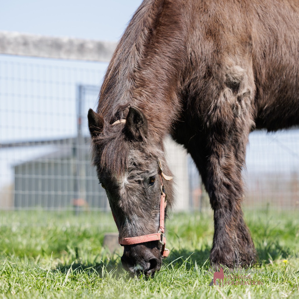 ORPHAN ANNIE - Pony / Other available for adoption