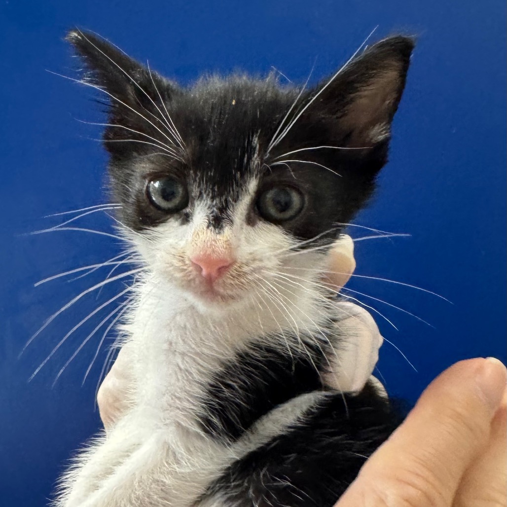 EENY - Domestic Shorthair available for adoption