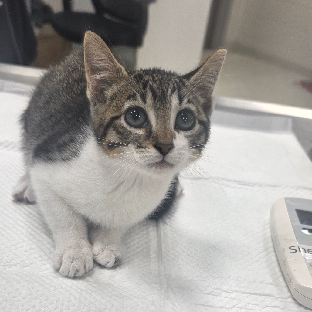 COBALT - Domestic Shorthair available for adoption