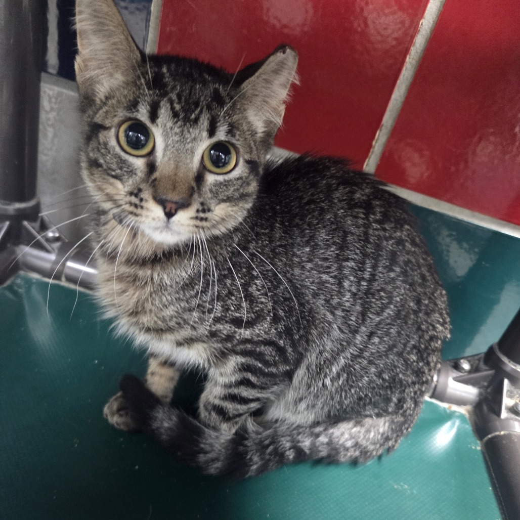 BELLO - Domestic Shorthair available for adoption