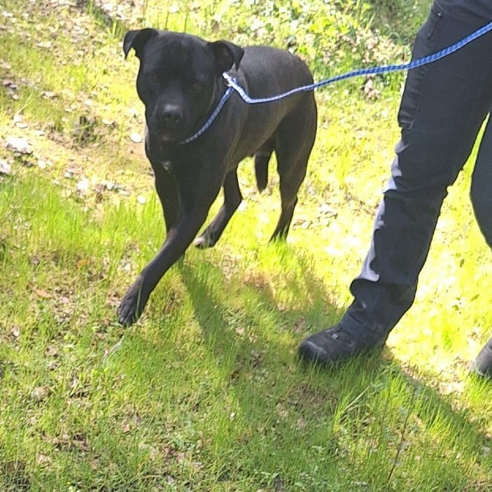 Kennel#6's preview photo