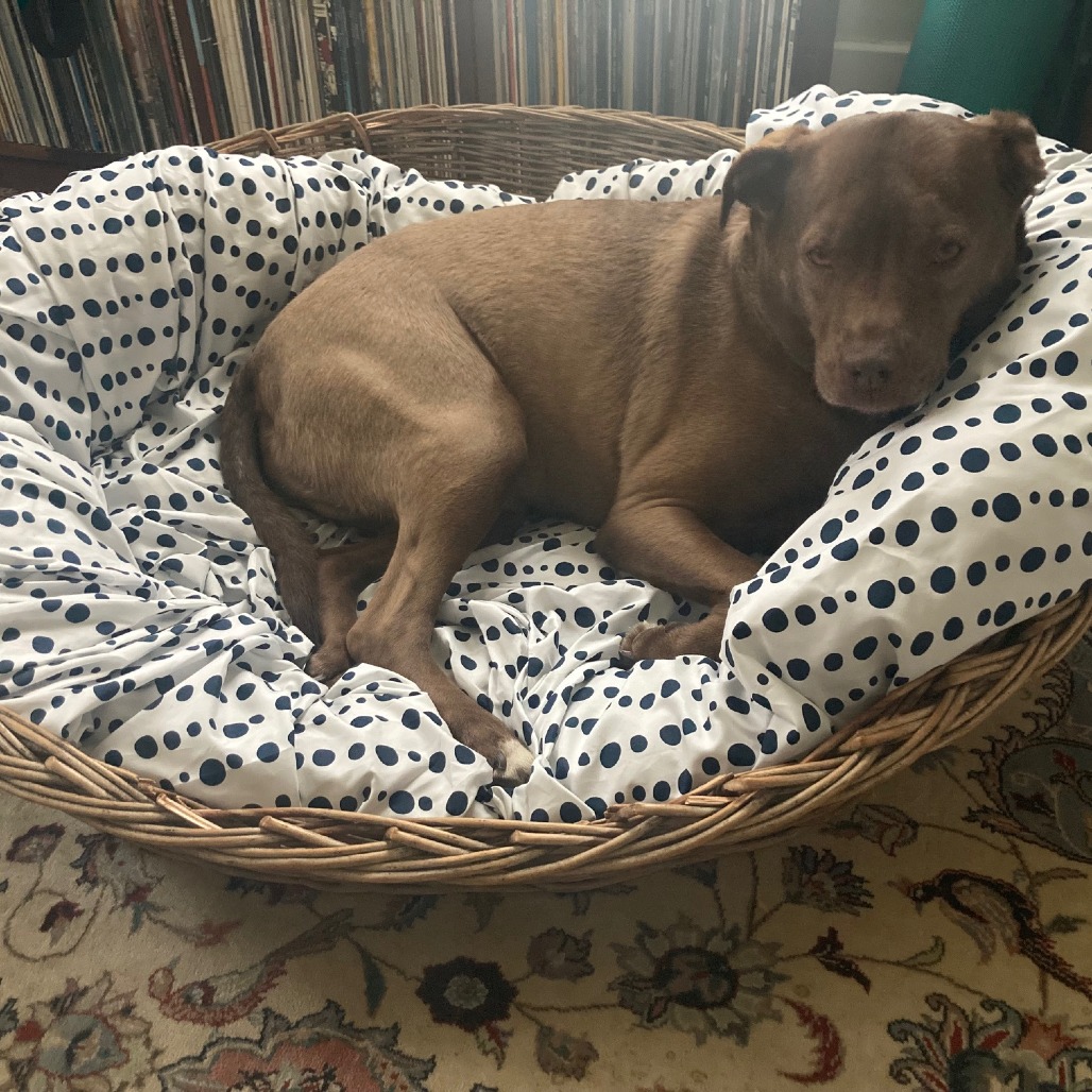 Rex, photo 18