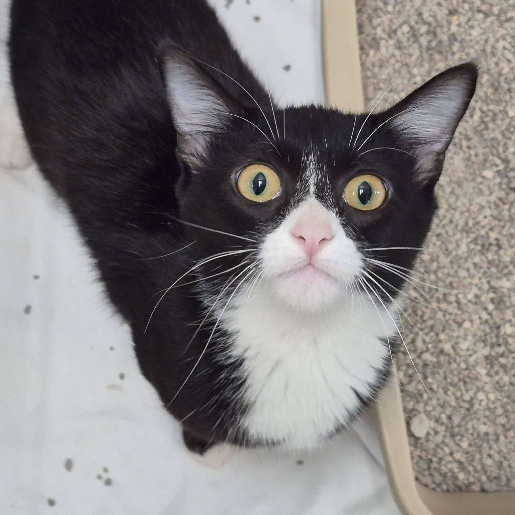 VOGUE - Domestic Shorthair available for adoption