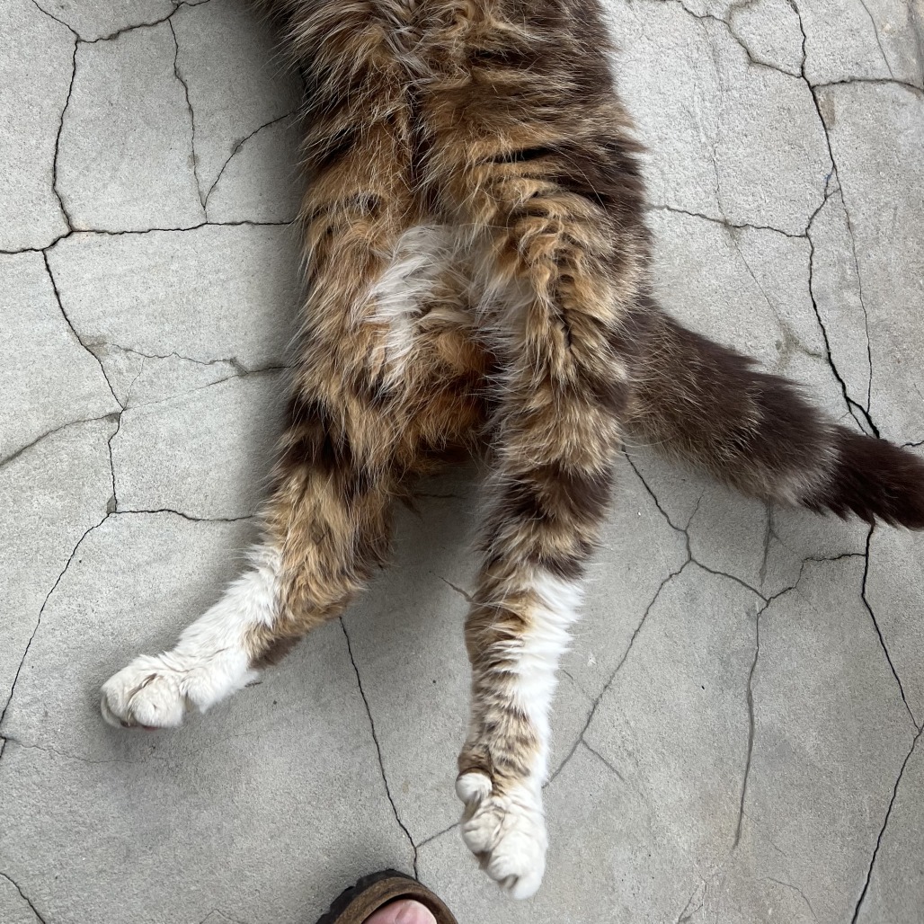 Photo of FOUND CAT: Buttercup 3