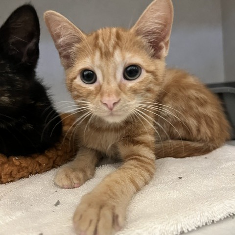 DEXY - Domestic Shorthair available for adoption