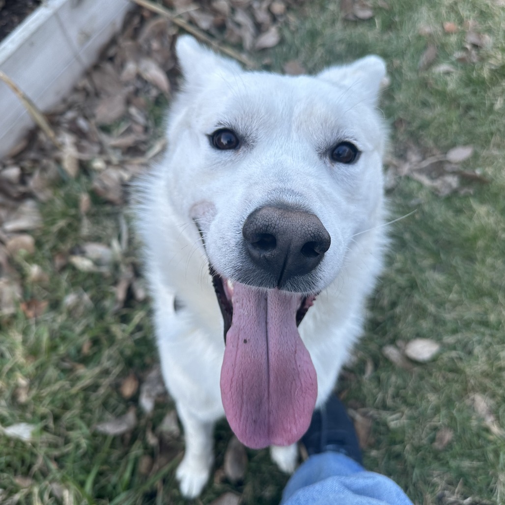 Shiro — thumbnail 5