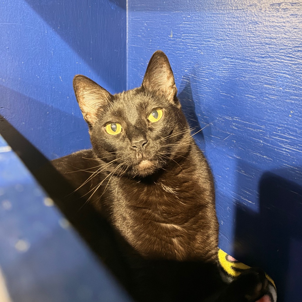 Elvira