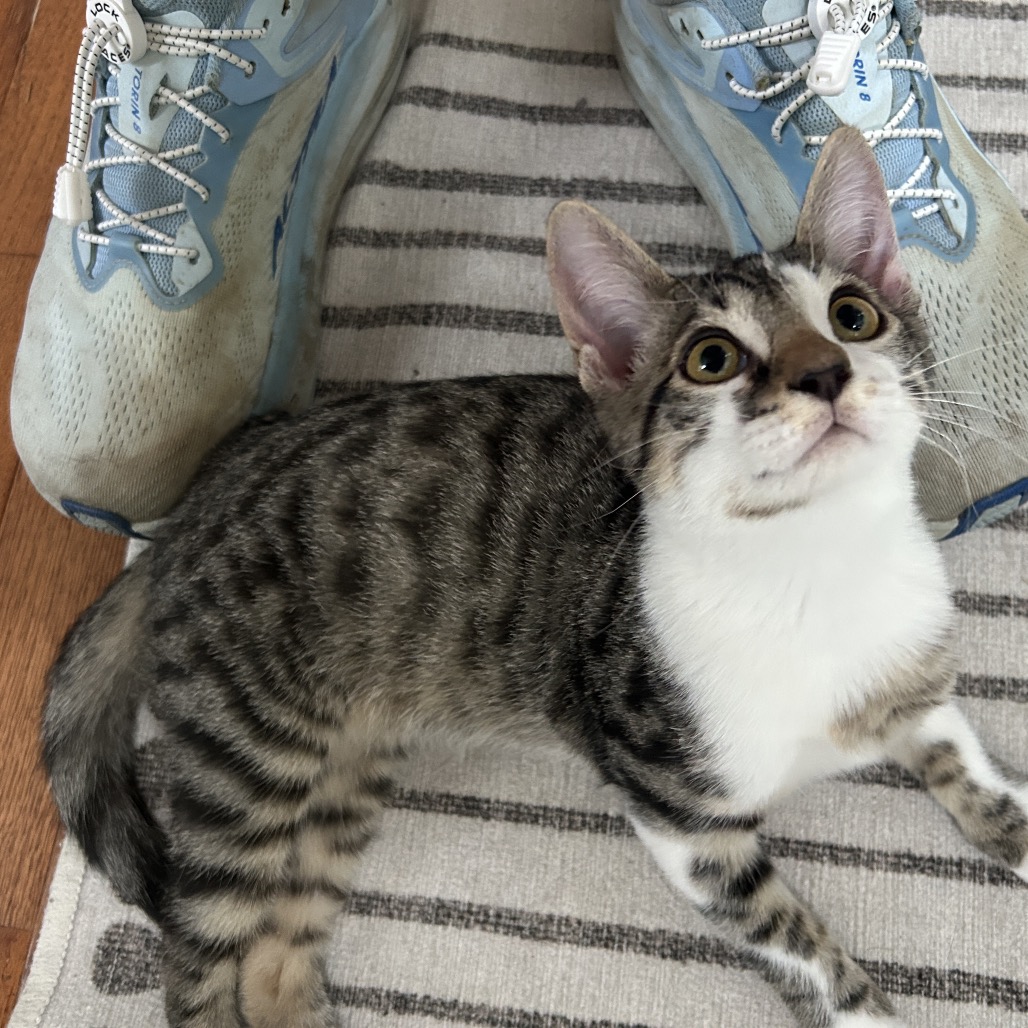 Tommy Boy, photo 2