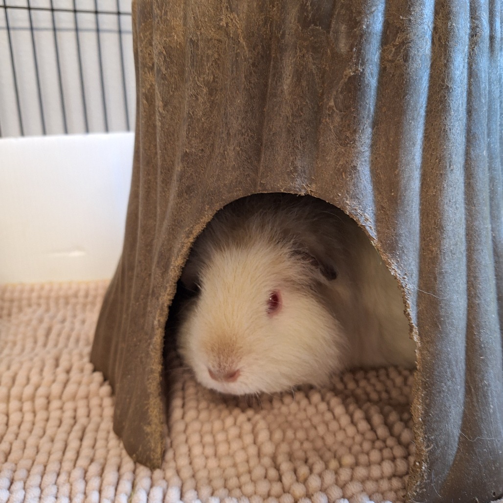 Marshmallow