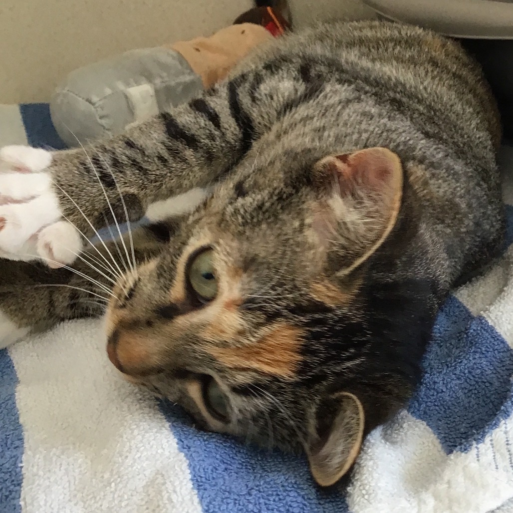 Rosie - Domestic Shorthair