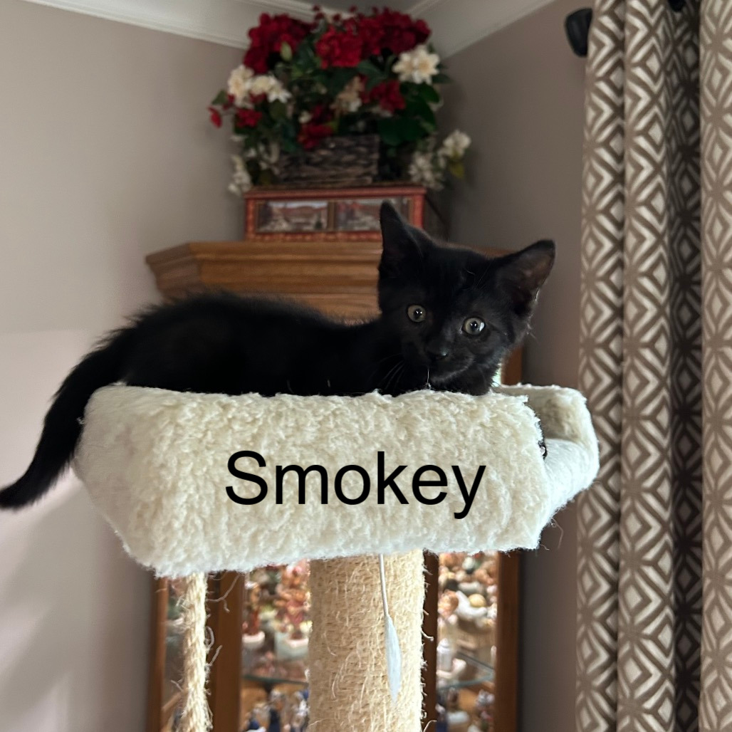 Smokey, an adoptable cat