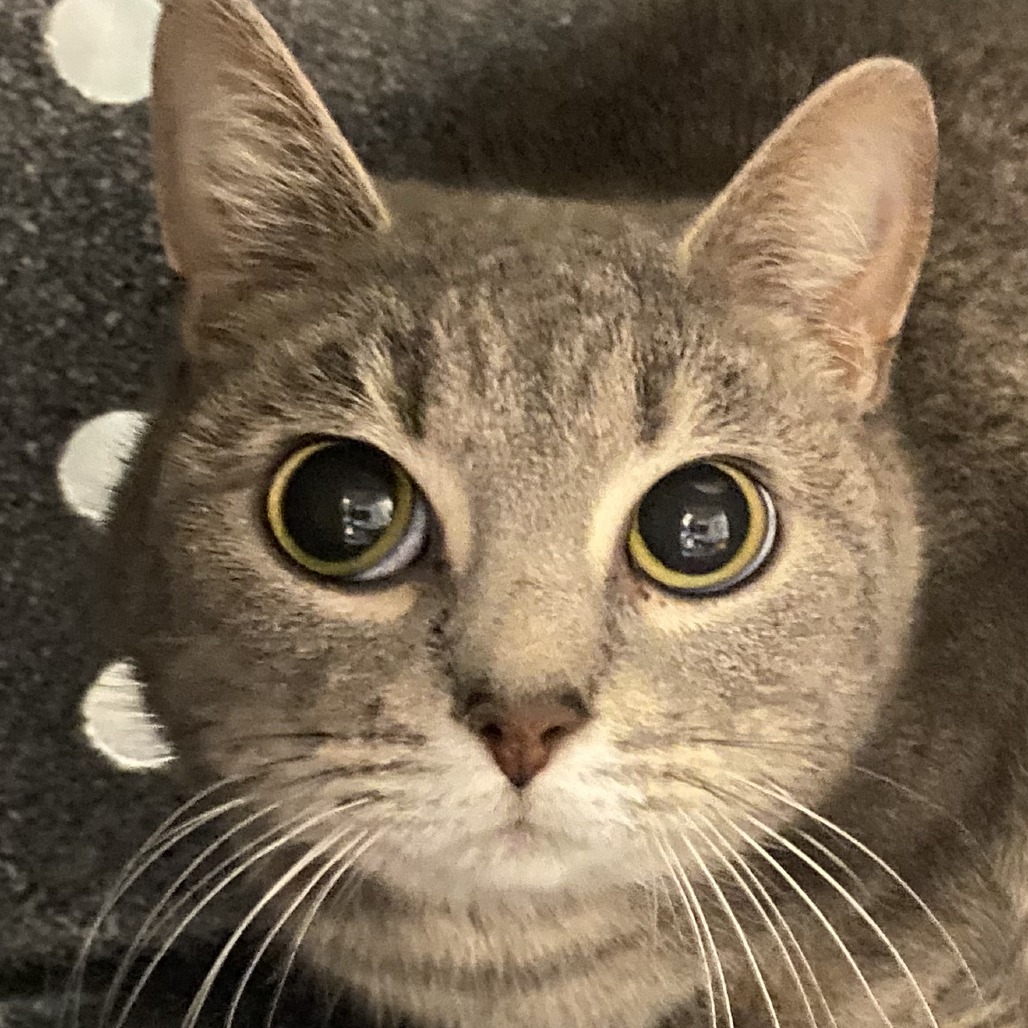 Dylan — thumbnail 2