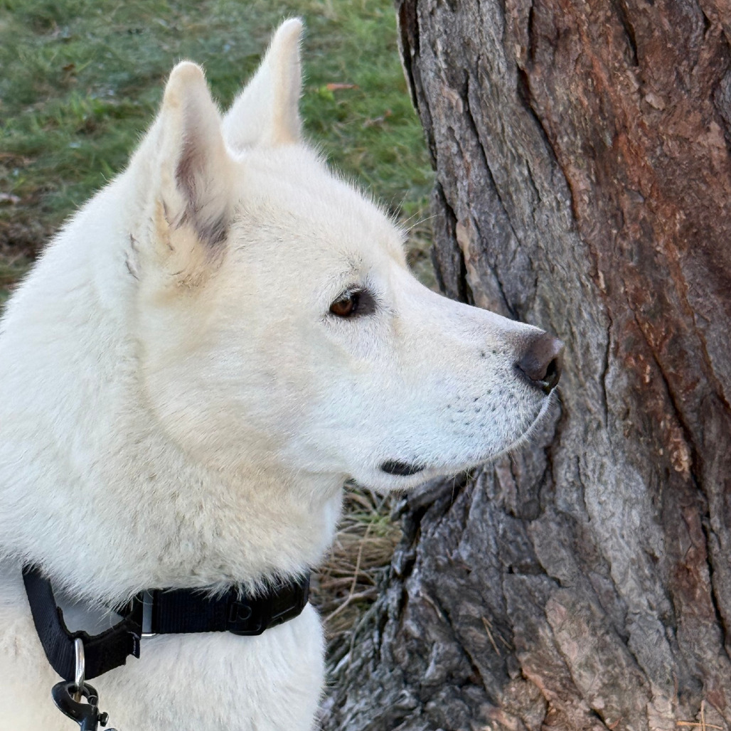 Bobo, photo 51