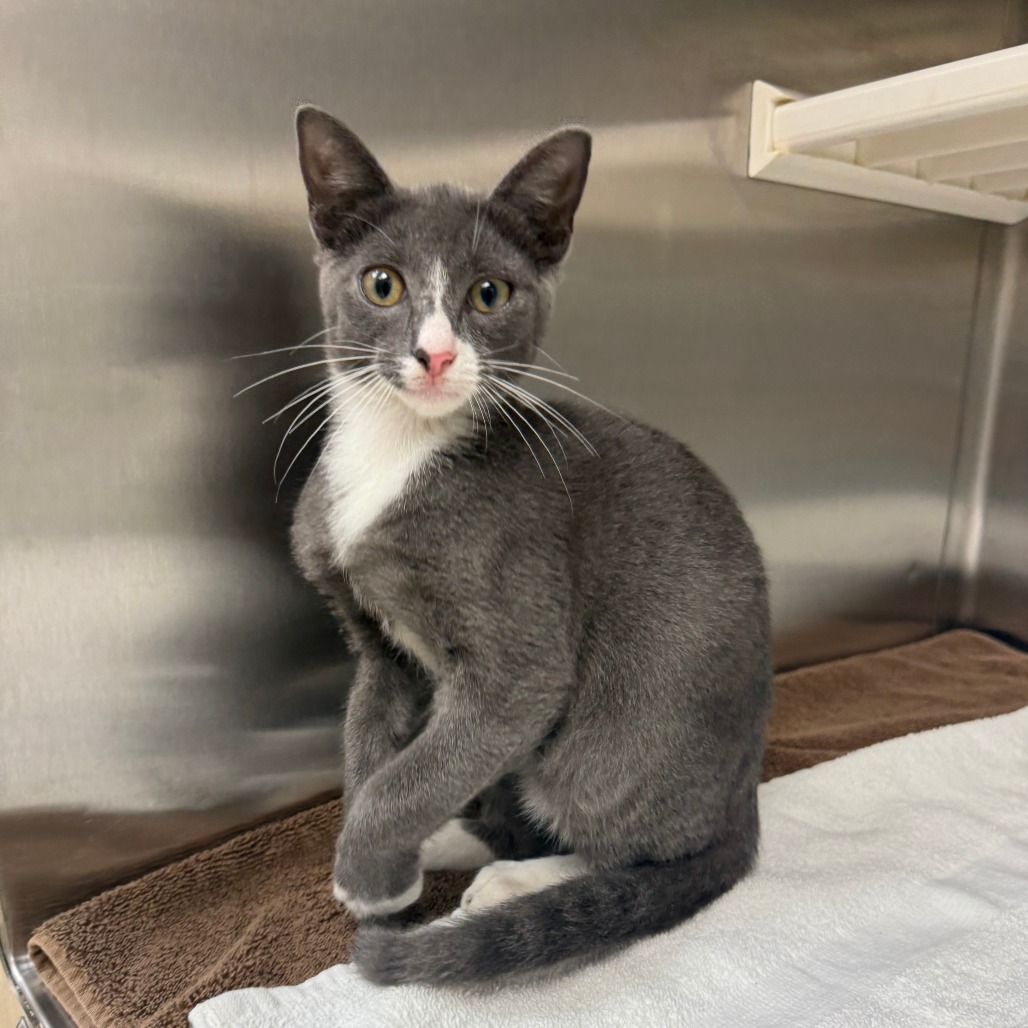 BANANA - Domestic Shorthair available for adoption