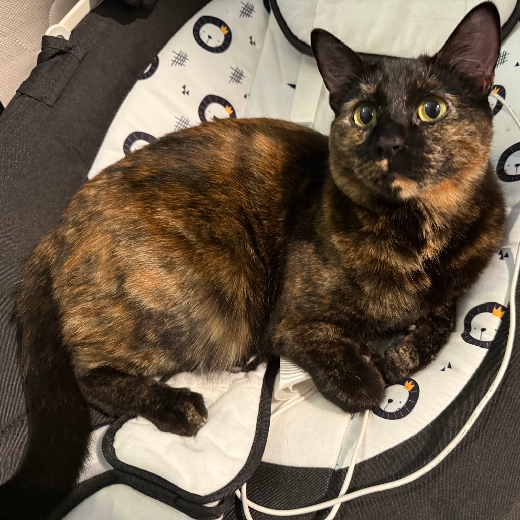 Milli: Female 42 Domestic Shorthair