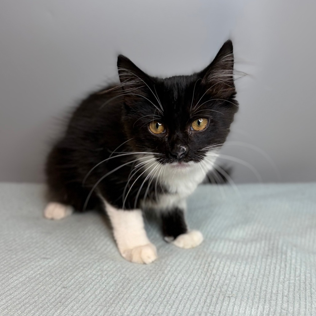 MAGPIE - Domestic Longhair available for adoption