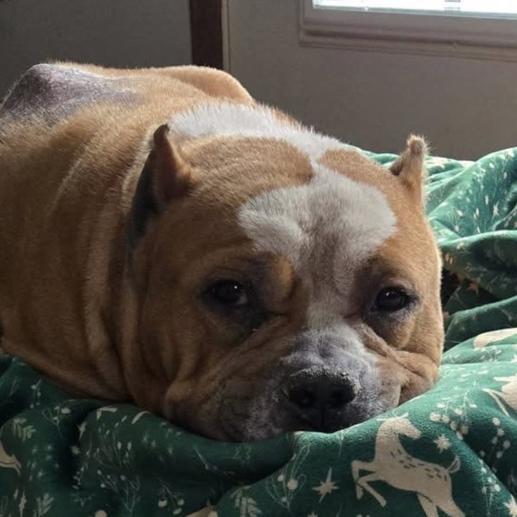 Baz