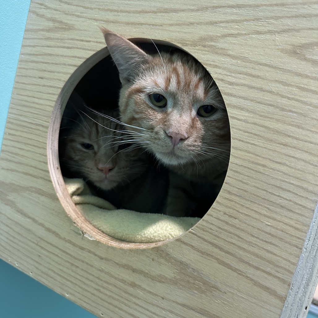 Mai Tai — thumbnail 3