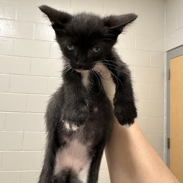 AUTUMN - Domestic Shorthair available for adoption