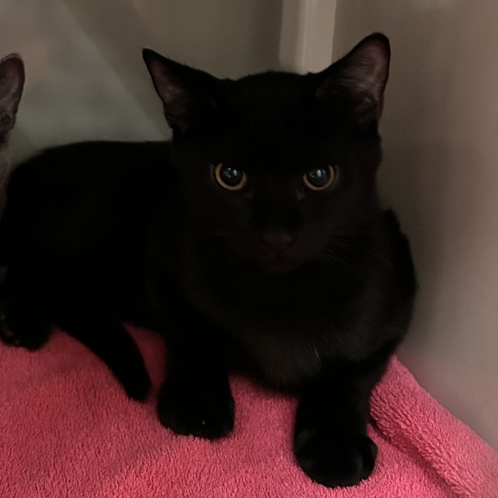 Yang - Domestic Shorthair