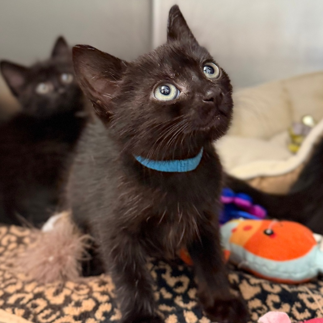 TIP TOE - Domestic Shorthair available for adoption