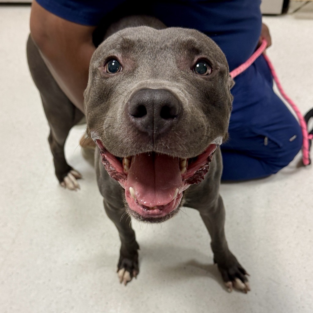 ARTHUR - Terrier / American Pit Bull available for adoption