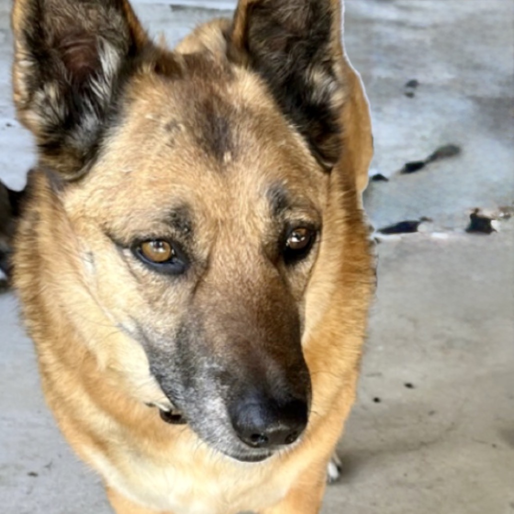 Oliver, photo 3