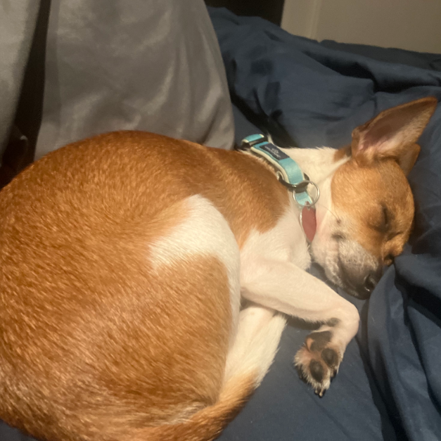 GINGER, photo 9