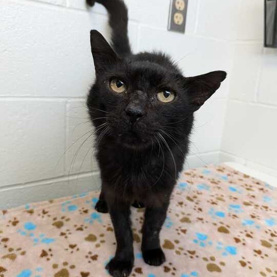 EUGENE - Domestic Shorthair available for adoption